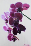 Orchidées - Fleurs et Natures Mortes