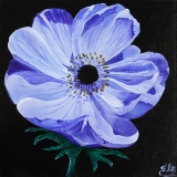 Anémone - Fleurs et Natures Mortes
