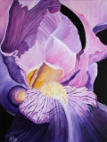 Coeur d'iris - Fleurs et Natures Mortes
